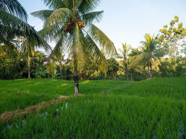 Eggers, Terry 아티스트의 Indonesia-Bali-Ubud-Rice fields and palm trees작품입니다.
